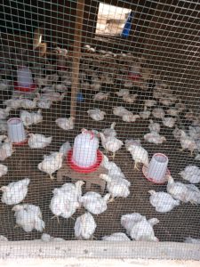 Poulets de 25 Jours, debut commercialisation dans une semaine