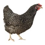 Poulet Bleu Hollandais
