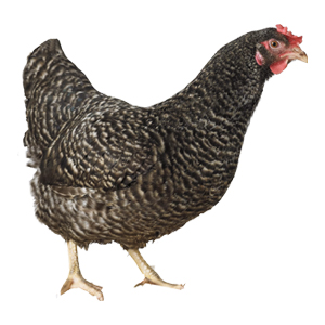 Poulet Bleu Hollandais