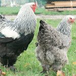 Paire de Poulets Brahma