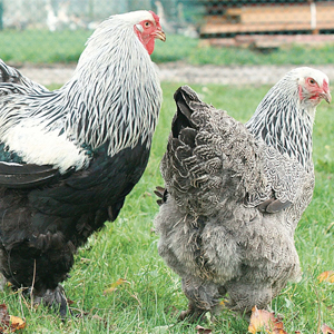 Paire de Poulets Brahma