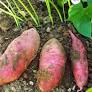 Patate douce bio