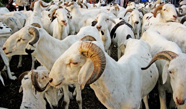 MOUTON