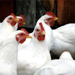 Poulets de chair