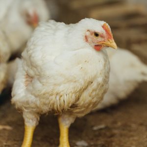 Poulet de chaire