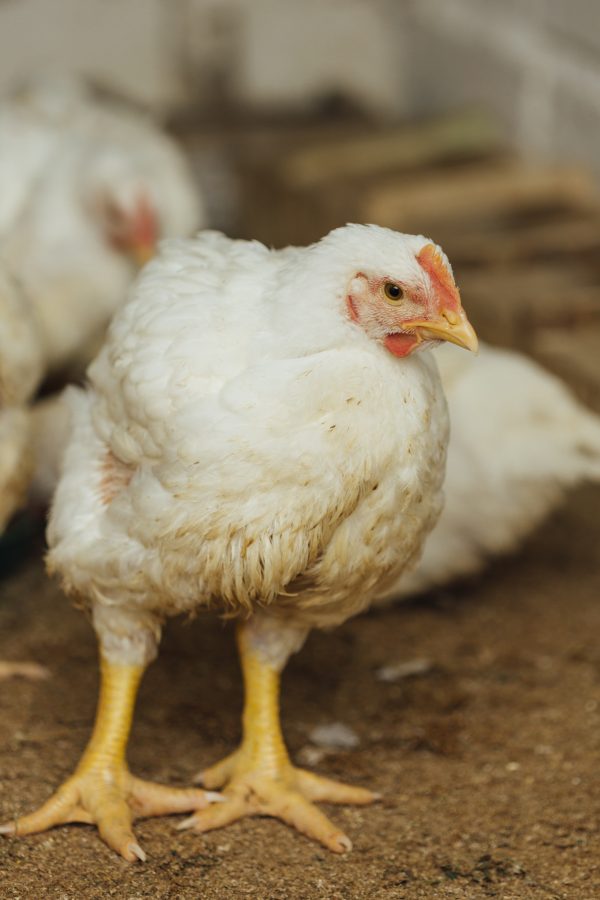 Poulet de chaire